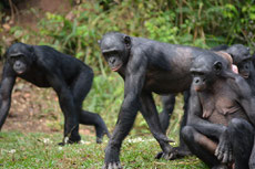 bonobo