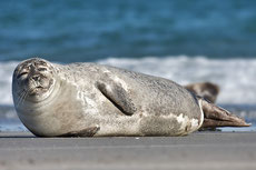 phoque veau marin