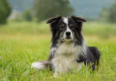 border collie caractere origine sante poil couleur entretien fiche chien