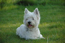 west highland terrier westie caractere origine sante poil couleur entretien fiche chien