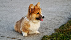 welsh corgi