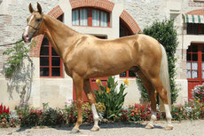 akhal teke dore 