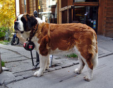 saint bernard caractere origine sante poil couleur entretien fiche chien