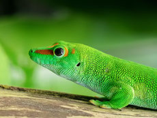 gecko geant de madagascar