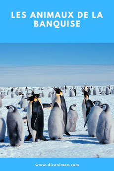 les animaux de la banquise et des cercles polaires pole sud nord arctique antarctique morse