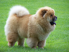 chow chow caractere origine sante poil couleur entretien fiche chien