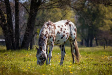 appaloosa 