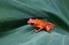 grenouille fraise