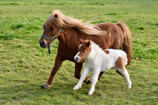 poney shetland