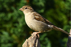 moineau domestique