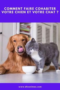 comment faire cohabiter votre chien et votre chat entente