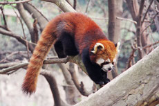 petit panda roux