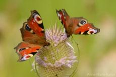 paon du jour papillon