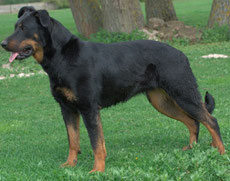 beauceron berger de beauce caractere origine sante poil couleur fiche chien