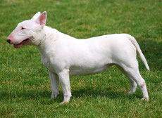 bull terrier caractere origine sante poil couleur entretien fiche chien