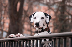 dalmatien caractere origine sante poil couleur entretien fiche chien