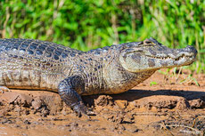 caiman a lunette 