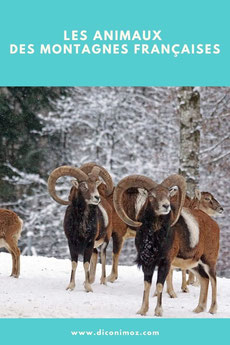 les animaux des montagnes françaises