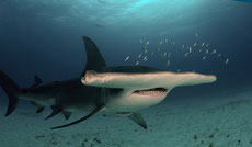 grand requin marteau poids taille répartition alimentation habitat