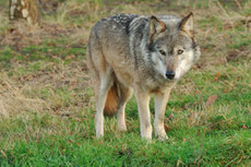 loup gris taille poids longevite habitat alimentation