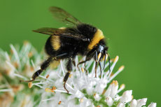 bourdon terrestre