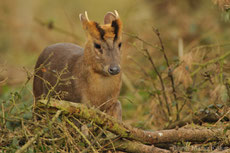 muntjac de reeves