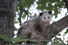 opossum de virginie