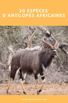 les antilopes africaines