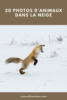 les plus belles photos d'animaux dans la neige