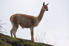 vigogne fiche animaux camelides