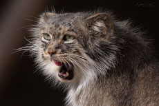 manul ou chat de pallas