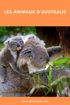 les animaux d'australie