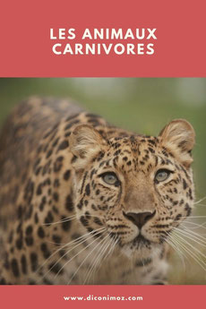 les animaux carnivores