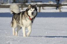 malamute caractere origine sante poil couleur entretien fiche chien