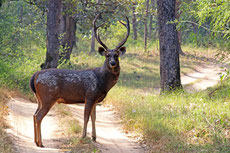 cerf sambar