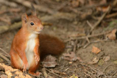 ecureuil roux taille poids longevite habitat alimentation