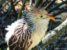 guira cantara