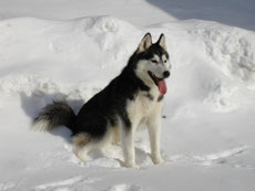 husky sibérien caractere origine sante poil couleur entretien fiche chien