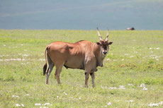 eland du cap