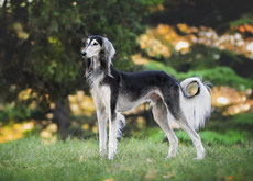 saluki levrier persan caractere origine sante poil couleur entretien fiche chien