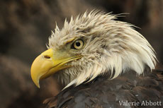 pygargue à tete blanche aigle americain