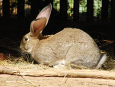 lapin geant des flandres