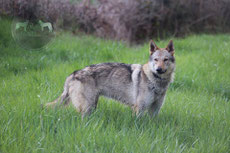 chien loup tchecoslovaque