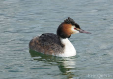 grebe huppe