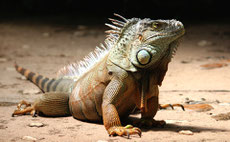 iguane vert