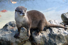 loutre d'europe