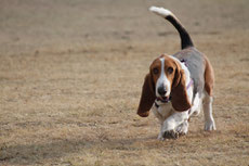 basset hound caractere origine sante poil couleur fiche chien