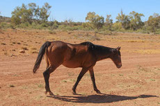 brumby caractere origine robe sante fiche cheval