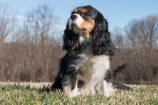 cavalier king charles caractere origine sante poil couleur entretien fiche chien