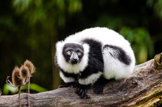 maki vari noir et blanc